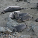 young-elephant-seals-Seal-Beach-2013-03-02-IMG 7551