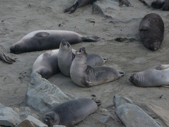 young-elephant-seals-Seal-Beach-2013-03-02-IMG 7554