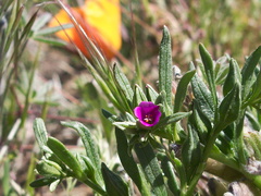 Calandrinia-ciliata-redmaids-Antelope-Valley-Poppy-Preserve-2010-04-23-IMG 4493