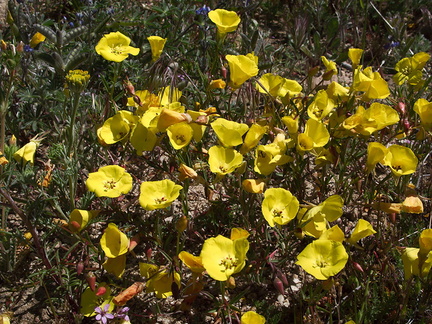 Camissonia-campestris-Mojave-suncup-Gorman-Post-Rd-2010-04-23-IMG 4432