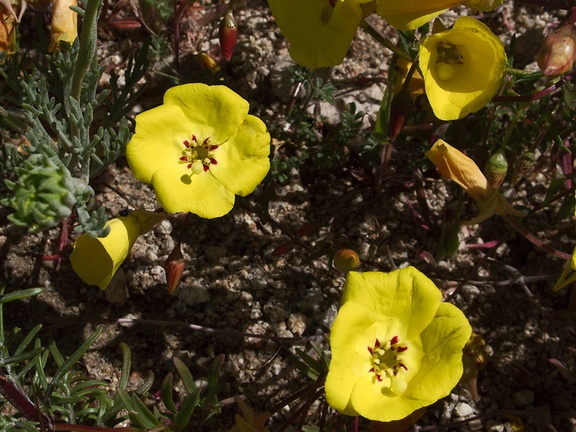 Camissonia-campestris-Mojave-suncup-Gorman-Post-Rd-2010-04-23-IMG 4433