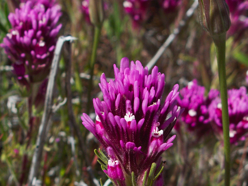 Castilleja-exserta-purple-owls-clover-Antelope-Valley-Poppy-Preserve-2010-04-23-IMG 4502