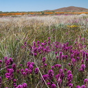 Castilleja-exserta-purple-owls-clover-Antelope-Valley-Poppy-Preserve-2010-04-23-IMG 4503