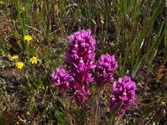 Castilleja-exserta-purple-owls-clover-Antelope-Valley-Poppy-Preserve-2010-04-23-IMG 4509