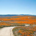 Eschscholtzia-californica-orange-poppy-fields-Antelope-Valley-Poppy-Preserve-2010-04-23-IMG 4460