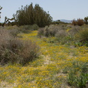 Lasthenia-californica-goldfields-joshua-tree-and-juniper-reserve-Rte138-2014-04-20-IMG 3569