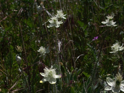 Platystemon-californicus-cream-cups-Antelope-Valley-Poppy-Preserve-2010-04-23-IMG 4466