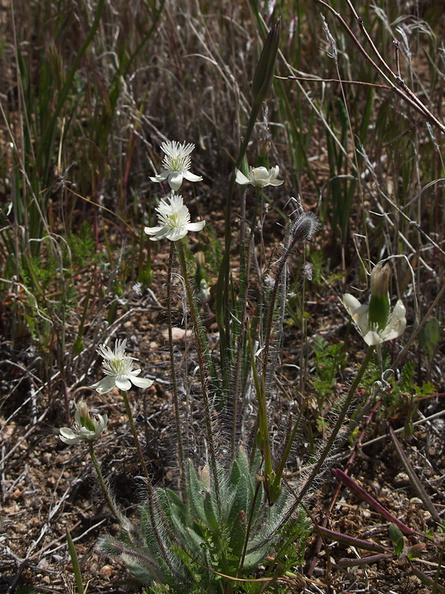 Platystemon-californicus-cream-cups-Antelope-Valley-Poppy-Preserve-2010-04-23-IMG_4470.jpg