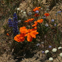 escholtzia-globe-gilia-lupine-chaenactis-gorman-post-rd-2008-04-25-img 6972