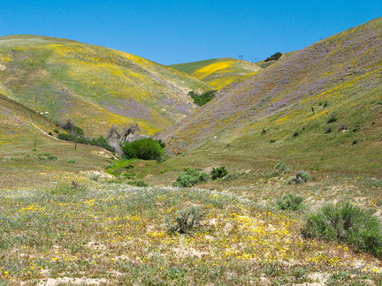 hillsides-flowering-blue-gilia-yellow-Gorman-Post-Rd-2010-04-23-IMG 4436