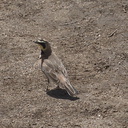 horned-lark-Eremophila-alpestris-Antelope-Valley-Poppy-Preserve-2010-04-23-IMG 4461