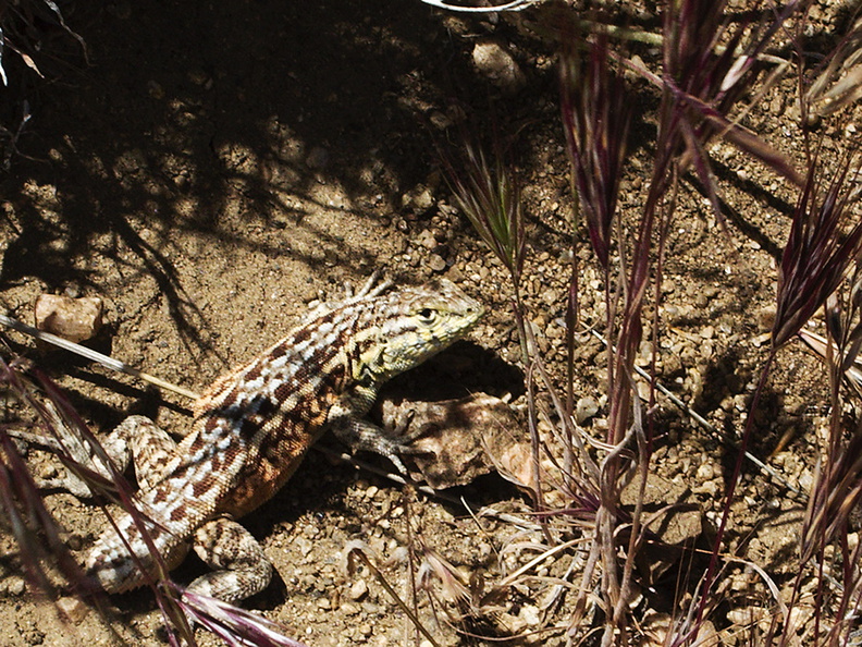 lizard-indet-Sceleporus-sp-fence-lizard-Antelope-Valley-Poppy-Preserve-2010-04-23-IMG_4482.jpg