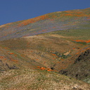 mountains-covered-in-poppy-globe-gilia-img 6983