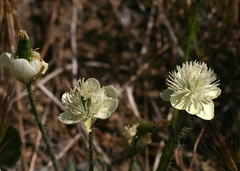 platystemon-californicus-creamcups-poppy-preserve-2008-04-25-img 7019