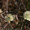 platystemon-californicus-creamcups-poppy-preserve-2008-04-25-img 7019