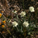 platystemon-californicus-creamcups-poppy-preserve-2008-04-25-img 7021