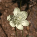 platystemon-californicus-creamcups-poppy-preserve-2008-04-25-img 7022