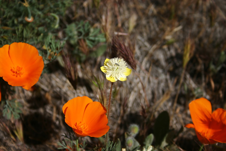 platystemon-californicus-creamcups-with-escholtzia-poppy-preserve-2008-04-25-img_7015.jpg