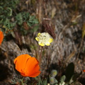 platystemon-californicus-creamcups-with-escholtzia-poppy-preserve-2008-04-25-img 7015