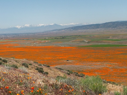 view-Eschscholtzia-californica-mountains-snow-from-Antelope-Valley-Poppy-Preserve-2010-04-23-IMG 4480