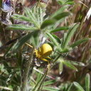 yellow-flower-spider-on-lupine-Gorman-Post-Rd-2010-04-23-IMG 4443