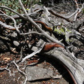 Arctostaphylos-manzanita-live-bark-dead-wood-Mist-Falls-trail-2008-07-21-img_0465.jpg