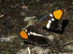 California-sister-butterfly-Adelphia-bredowii-Sheep-Creek-2008-07-26-IMG 0961
