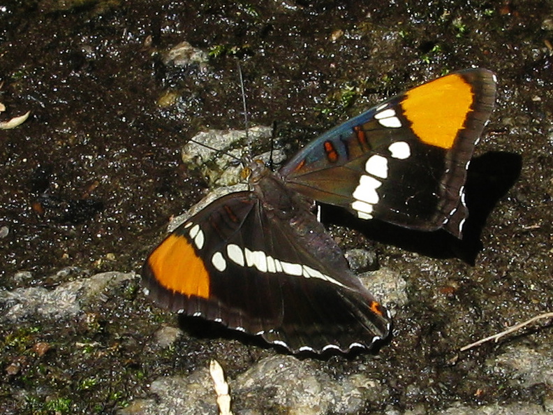 California-sister-butterfly-Adelphia-bredowii-Sheep-Creek-2008-07-26-IMG_0961.jpg