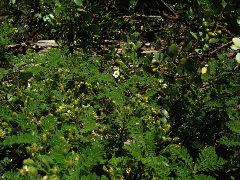 Chamaebatis-foliolosa-mountain-misery-Redwood-Canyon-2008-07-24-IMG_0854.jpg