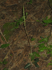 Goodyera-oblongifolia-rattlesnake-plantain-Redwood-Canyon-2008-07-24-IMG 0812