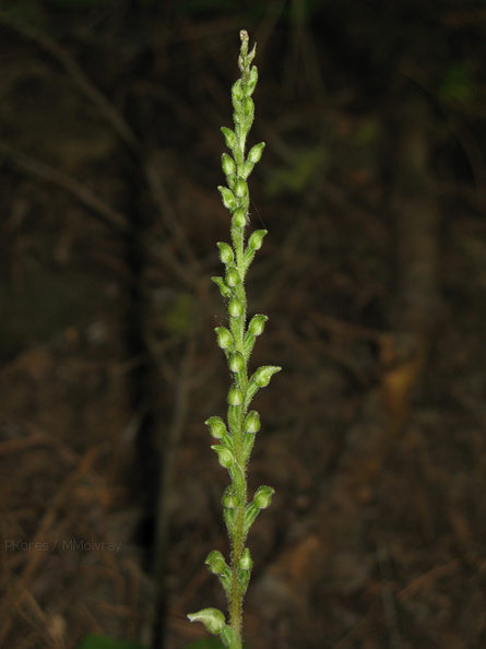 Goodyera-oblongifolia-rattlesnake-plantain-Redwood-Canyon-2008-07-24-IMG_0814.jpg