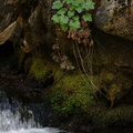 Heuchera-sp-streamside-Sheep-Creek-2008-07-26-CRW_7730.jpg