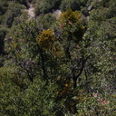 Phoradendron-mistletoe-on-Quercus-Lewis-Creek-2008-07-25-CRW 7715