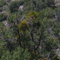 Phoradendron-mistletoe-on-Quercus-Lewis-Creek-2008-07-25-IMG_0957.jpg