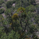Phoradendron-mistletoe-on-Quercus-Lewis-Creek-2008-07-25-IMG 0957