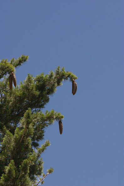 Pinus-lambertiana-sugar-pine-Copper-Creek-2008-07-23-CRW_7614.jpg