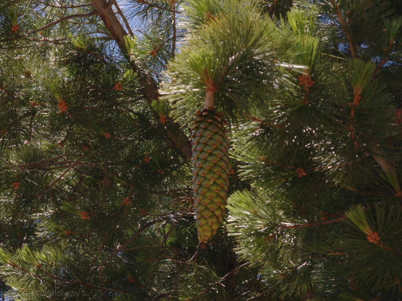 Pinus-lambertiana-sugar-pine-Copper-Creek-2008-07-23-CRW_7615.jpg