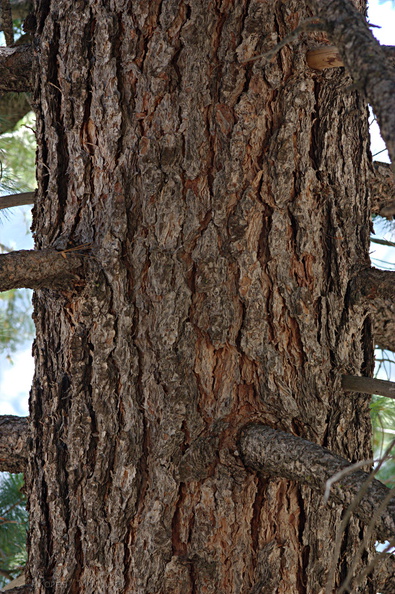 Pinus-lambertiana-sugar-pine-bark-or-indet-Copper-Creek-2008-07-23-CRW_7616.jpg