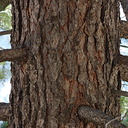 Pinus-lambertiana-sugar-pine-bark-or-indet-Copper-Creek-2008-07-23-CRW 7616