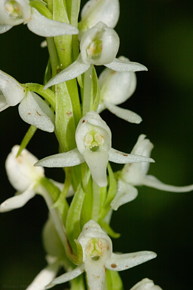 Platanthera-leucostachys-sierra-rein-orchid-Copper-Creek-2008-07-23-CRW_7617.jpg
