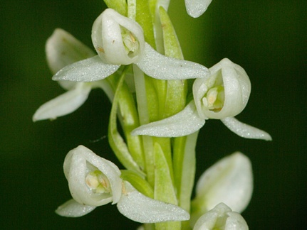 Platanthera-leucostachys-sierra-rein-orchid-Copper-Creek-2008-07-23-CRW 7618