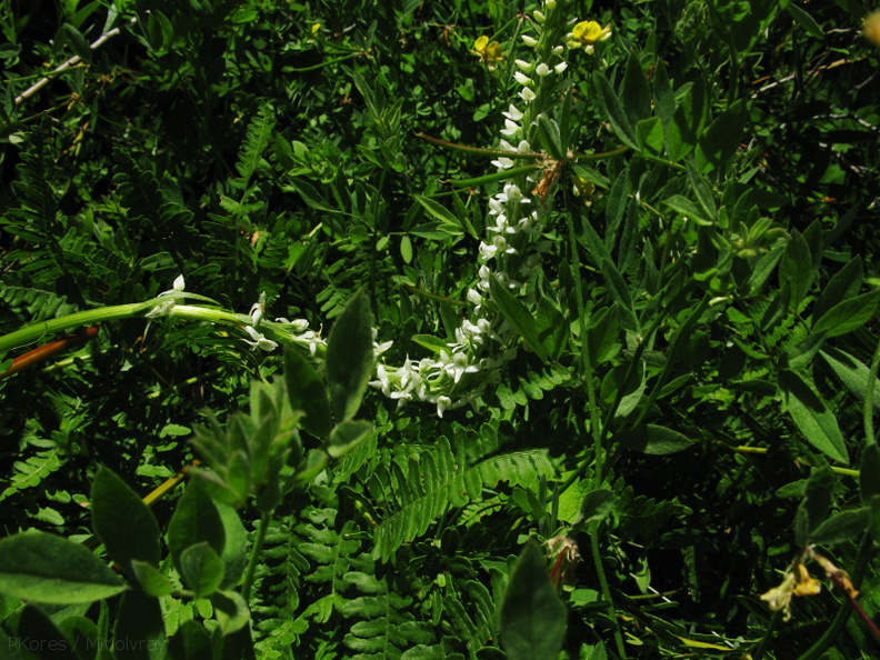 Platanthera-leucostachys-sierra-rein-orchid-Copper-Creek-2008-07-23-IMG_0735.jpg