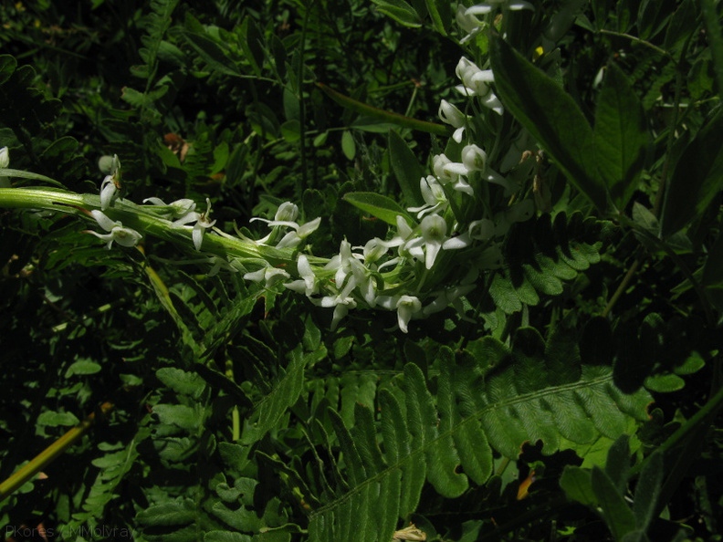 Platanthera-leucostachys-sierra-rein-orchid-Copper-Creek-2008-07-23-IMG_0736.jpg