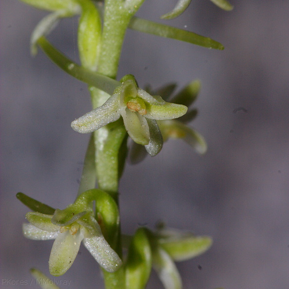 Platanthera-leucostachys-sierra-rein-orchid-Mist-Falls-2008-07-21-CRW_7574.jpg