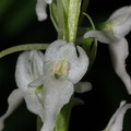 Platanthera-leucostachys-sierra-rein-orchid-Redwood-Canyon-2008-07-24-CRW_7641.jpg