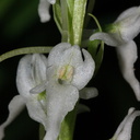 Platanthera-leucostachys-sierra-rein-orchid-Redwood-Canyon-2008-07-24-CRW 7641