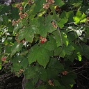 Rubus-parviflorus-western-thimbleberry-nr-Zumwalt-2008-07-22-img 0605