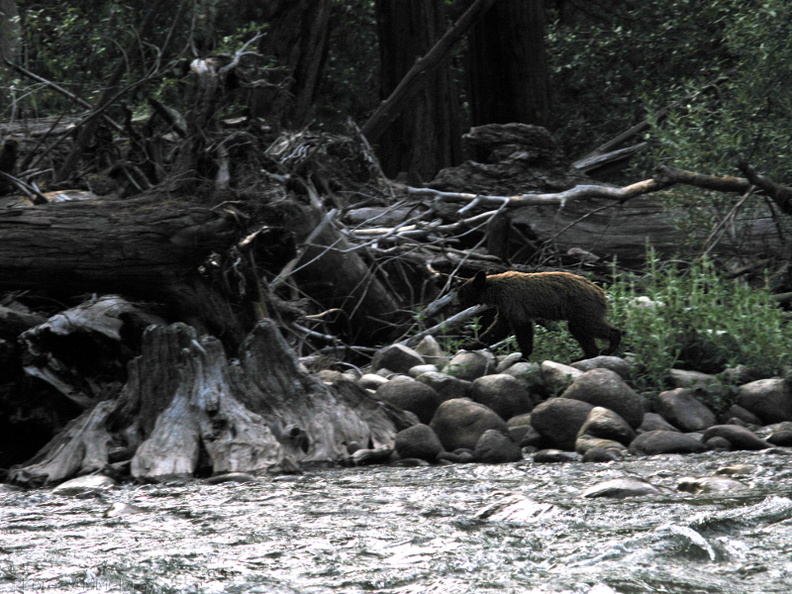 brown-bear-South-Fork Kings-River-2008-07-26-IMG 0981
