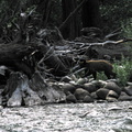brown-bear-South-Fork_Kings-River-2008-07-26-IMG_0981.jpg