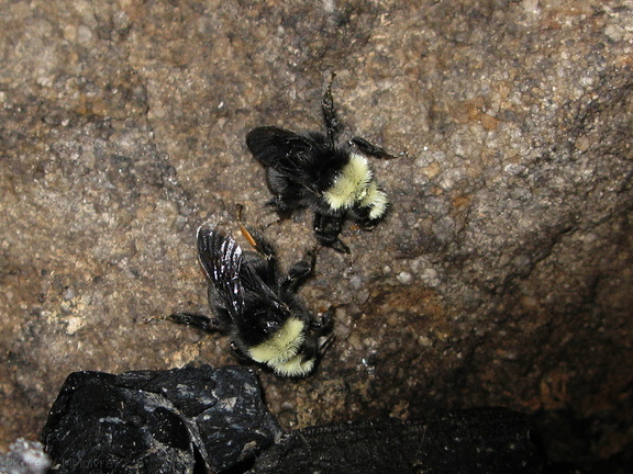bumblebees-foraging-on-campfire-drippings-Canyon-View-2008-07-20-img 0414